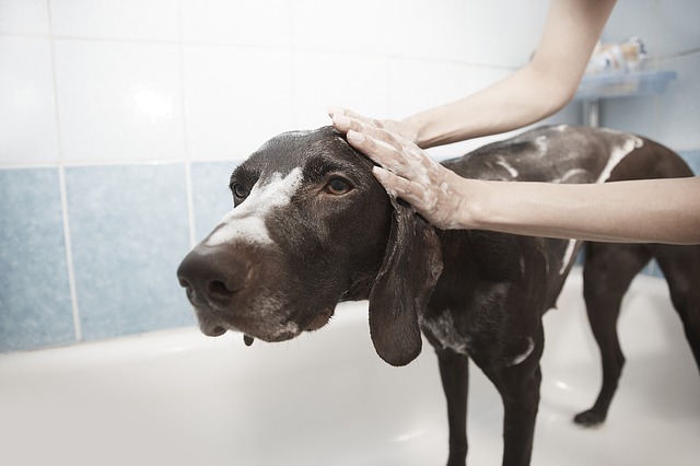 dog_groomers_online_booking_system