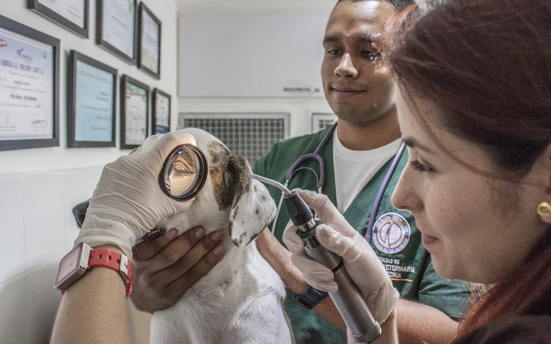 Todo lo que necesitas en una aplicación para clínicas veterinarias.