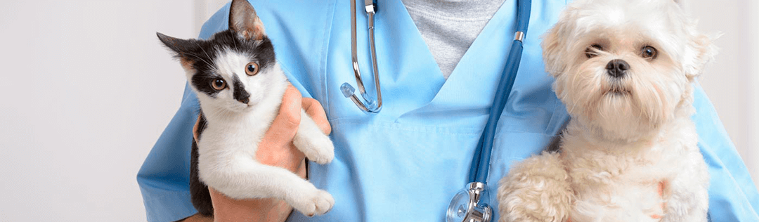 Software de reservas para clínicas veterinárias: gerencie tempo e recursos de forma automatizada
